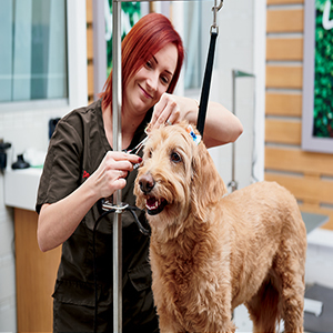 Pet Services/Supplies